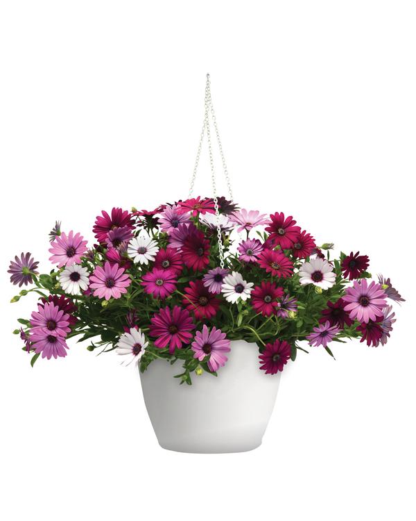 Trixi® 'Daisy Falls'