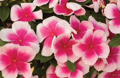 Vinca catharanthus roseus 'Nirvana Cascade Pink Splash'