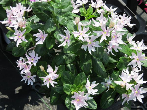 Vinca catharanthus roseus 'Soiree Crown Pink'