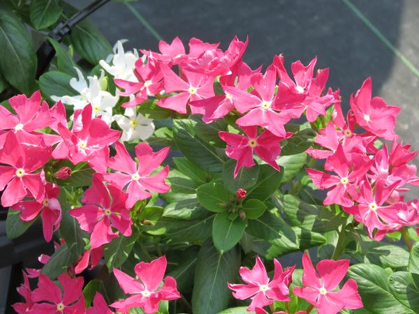 Vinca catharanthus roseus 'Soiree Crown Rose'