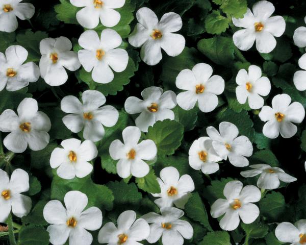 Bacopa sutera cordata 'Snowstorm Giant Snowflake'
