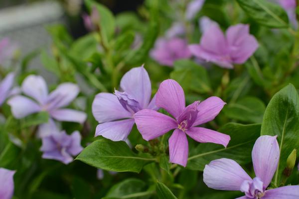 Vinca catharanthus roseus 'Soiree Double Orchid'