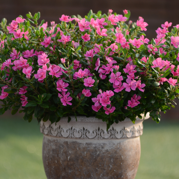 Vinca catharanthus roseus 'Soiree Double Pink'