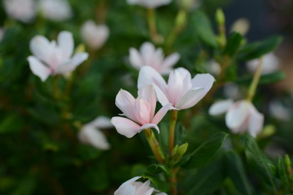 Vinca catharanthus roseus 'Soiree Double White'