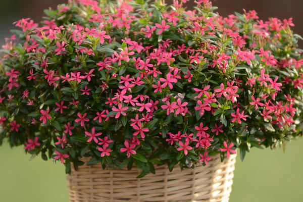 Vinca catharanthus roseus 'Soiree Kawaii Pink'