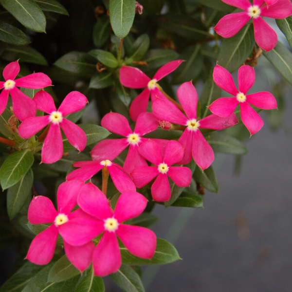 Vinca catharanthus roseus 'Soiree Kawaii Coral'