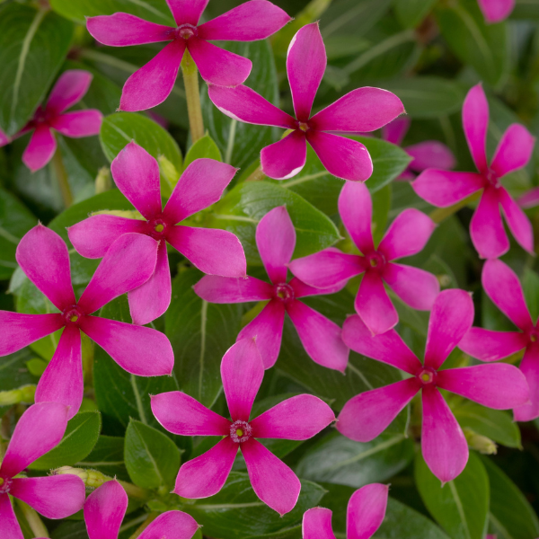 Vinca catharanthus roseus 'Soiree Kawaii Lavender'