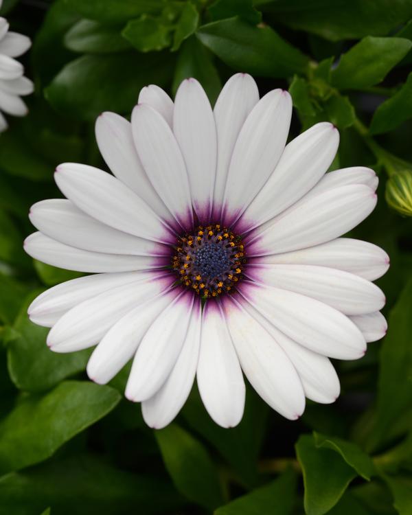 Osteospermum ecklonis 'Daisy Falls White Amethyst'