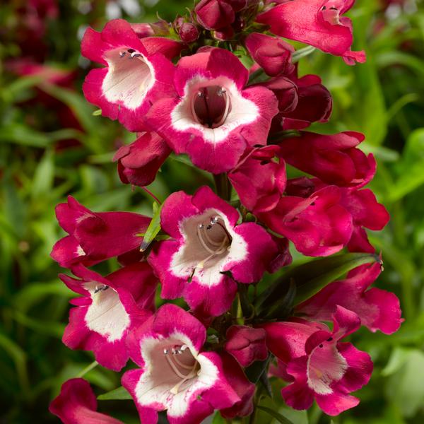 Penstemon hartwegii 'Phoenix Magenta'