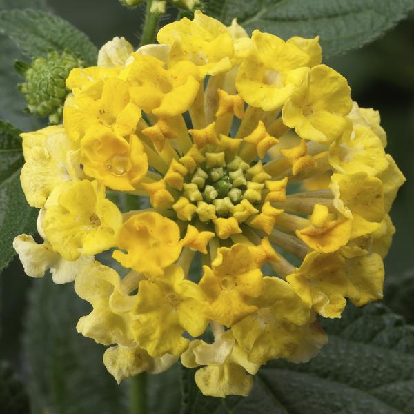 Lantana camara 'Bandito Lemon Zest'