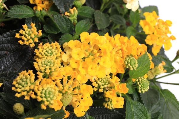 Lantana camara 'Landscape Bandana Lemon Zest'