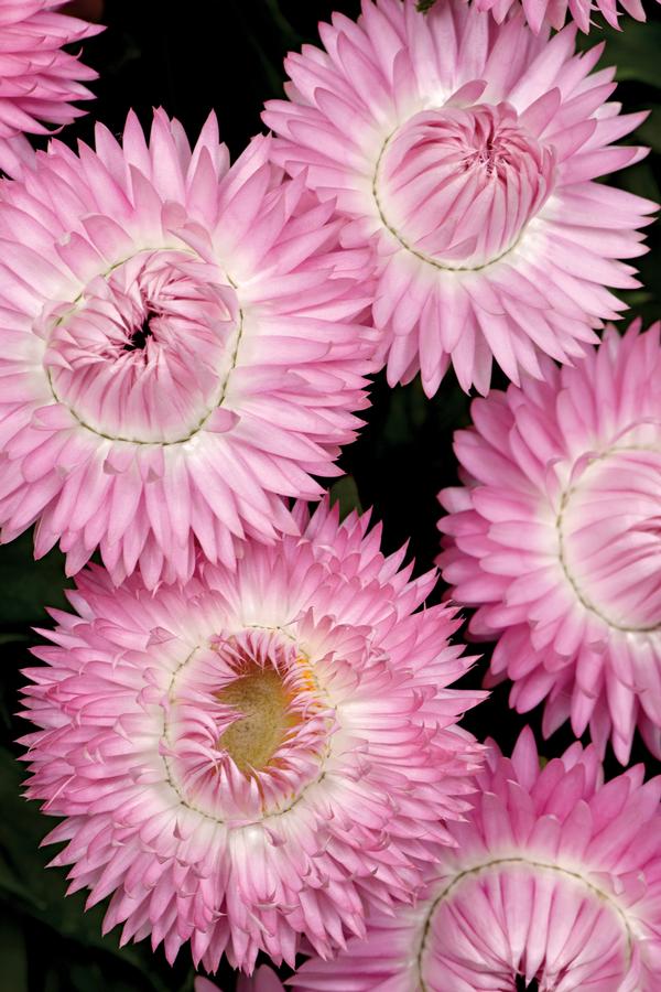 Bracteantha bracteata 'Cottage Pink'