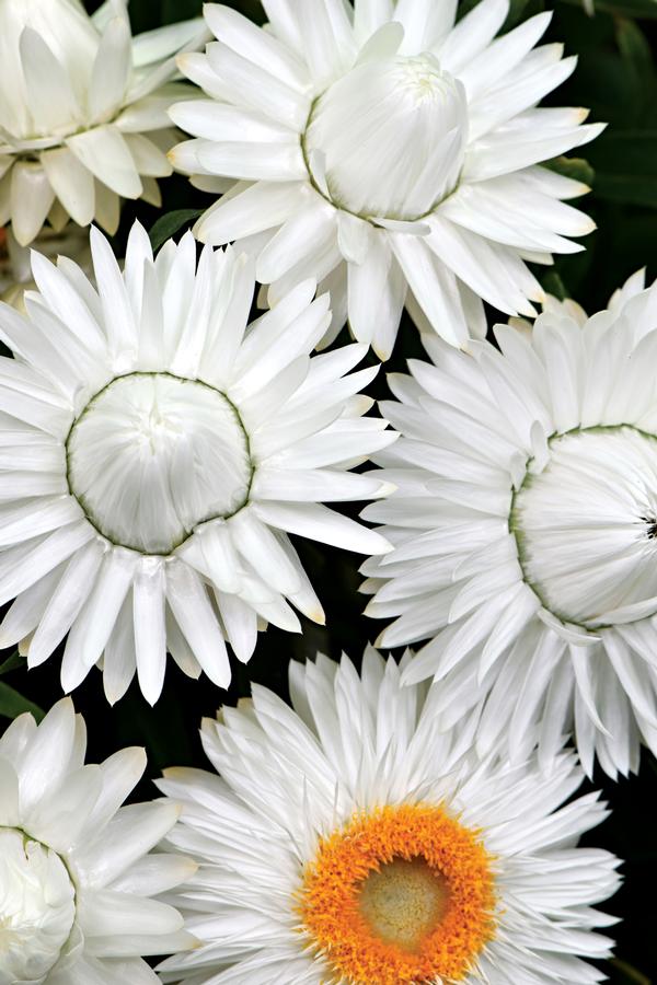 Bracteantha bracteata 'Cottage Ice'