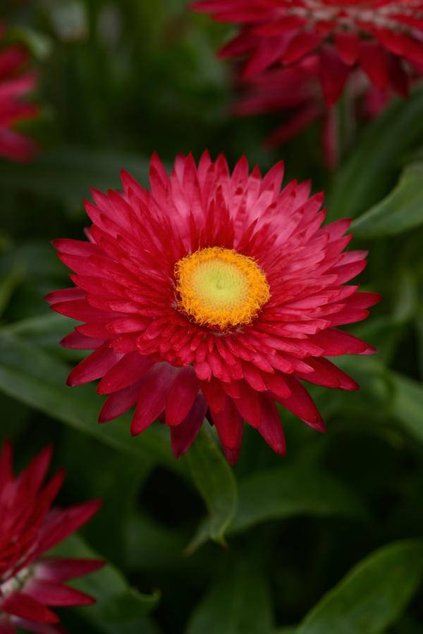 Bracteantha bracteata 'Mohave Purple Red'