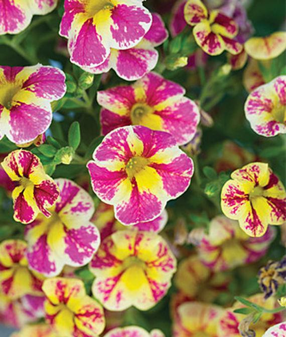 Calibrachoa hybrida 'Candy Shop Candy Bouquet'
