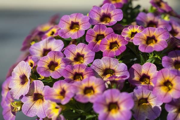 Calibrachoa hybrida 'Chameleon Blueberry Scone'