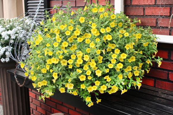 Calibrachoa hybrida