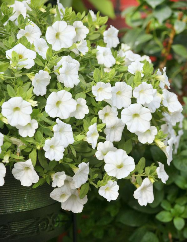 Calibrachoa hybrida