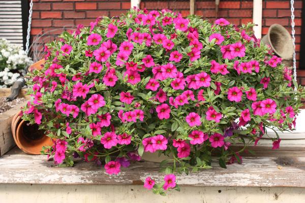 Calibrachoa hybrida 'Million Bells Trailing Magenta'