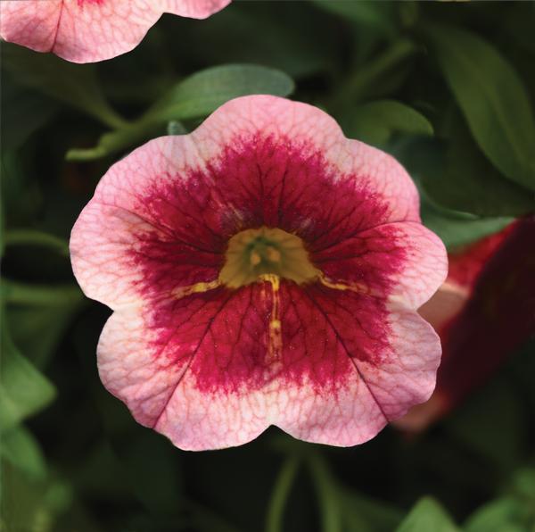 Calibrachoa hybrida