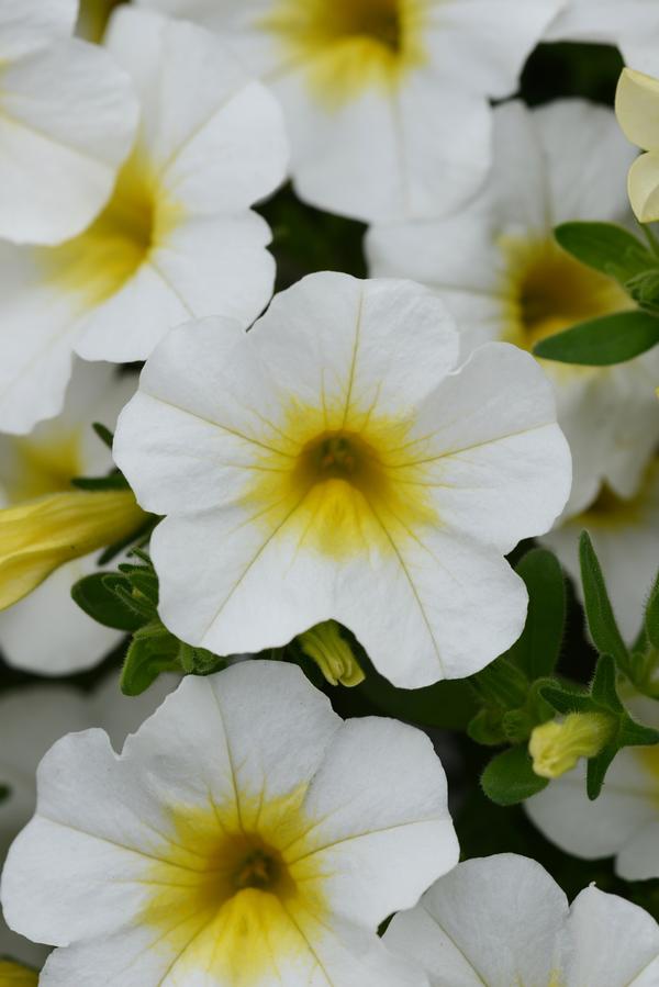 Calibrachoa hybrida 'Minifamous Neo White w/ Yellow Eye'