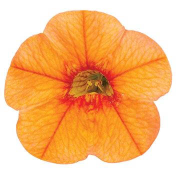 Calibrachoa hybrida 'Superbells Dreamsicle'