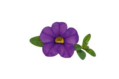 Calibrachoa hybrida 'Unique Blue Violet'