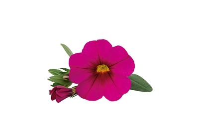 Calibrachoa hybrida 'Unique Dark Pink'