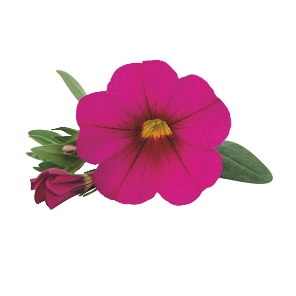 Calibrachoa hybrida 'Unique Dark Pink'