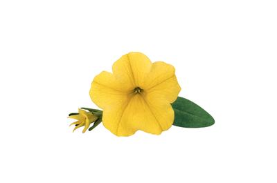 Calibrachoa hybrida 'Unique Golden Yellow'