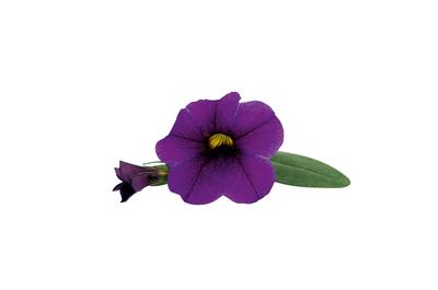 Calibrachoa hybrida 'Unique Lilac'