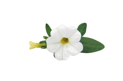 Calibrachoa hybrida 'Unique White'