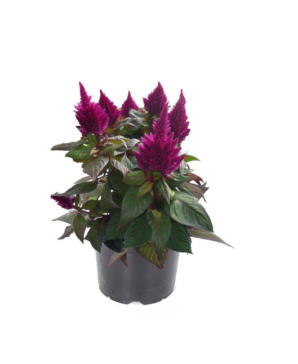 Celosia plumosa 'Kelos Fire Purple'
