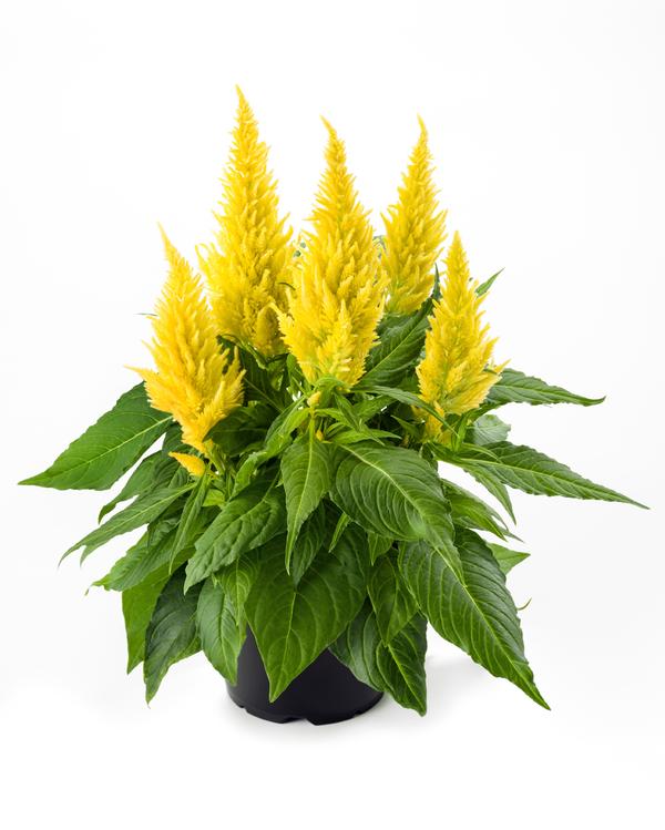 Celosia plumosa 'Kelos Fire Yellow'