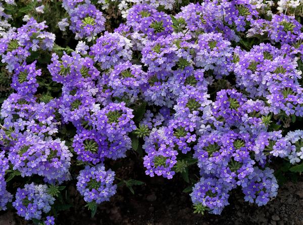 Verbena hybrida 'Lanai Blue Eyes'