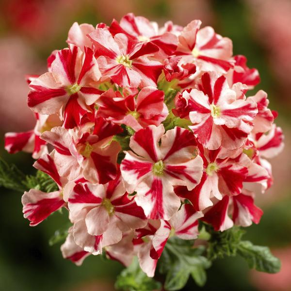 Verbena hybrida 'Lanai Compact Red Star'