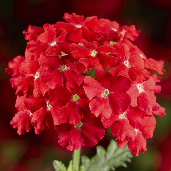 Verbena hybrida 'Lanai Compact Scarlet'