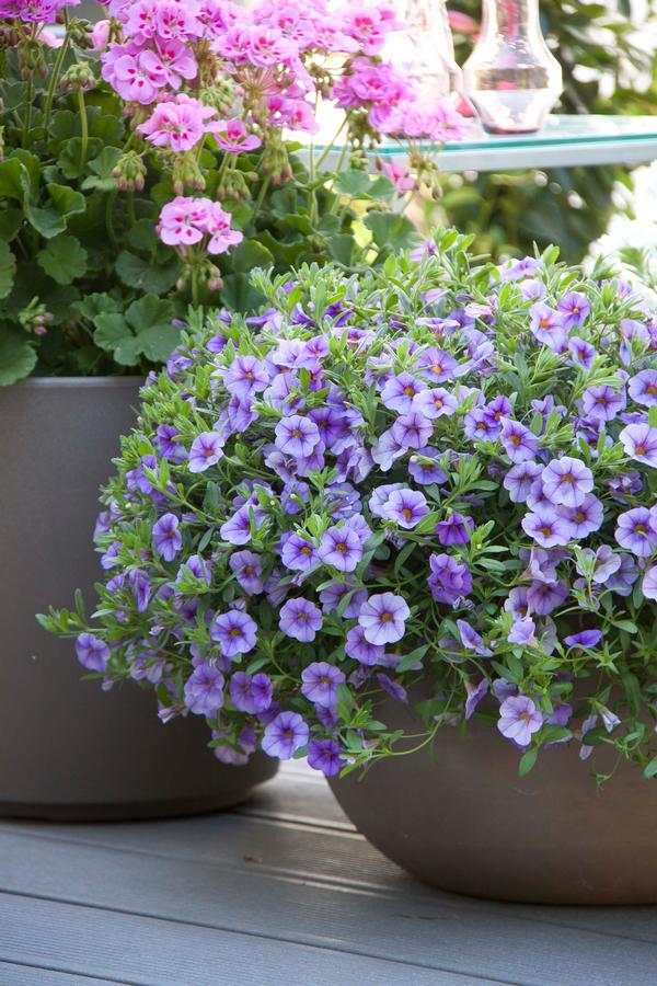 Calibrachoa hybrida 'Minifamous Neo Light Blue'