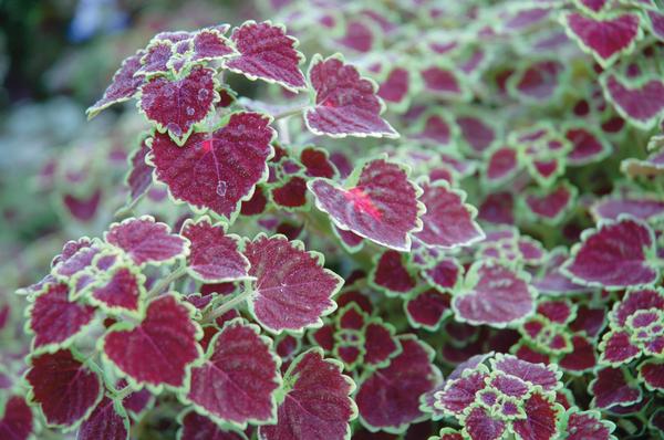 Coleus scutellarioides 'Burgundy Wedding Train'