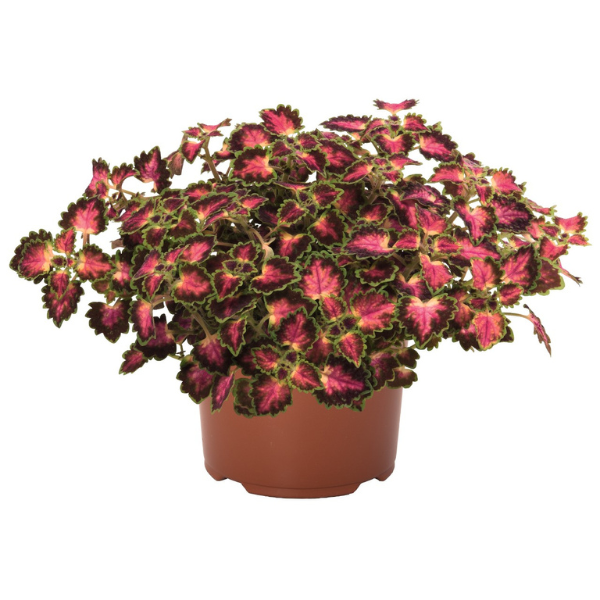 Coleus scutellarioides 'Great Falls Angel'