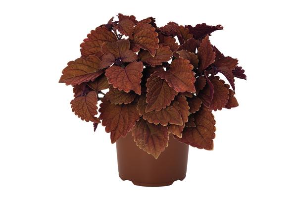 Coleus scutellarioides 'Main Street Abbey Road'