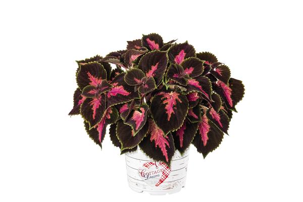 Coleus scutellarioides 'Main Street Fifth Avenue'