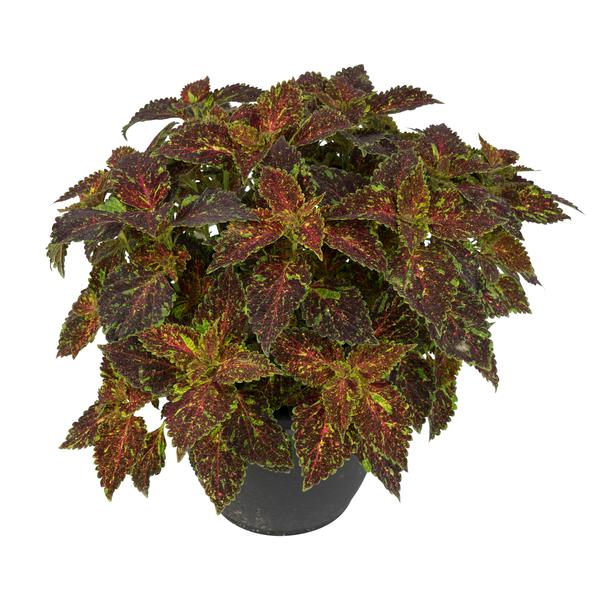 Coleus scutellarioides 'Main Street Michigan Avenue'