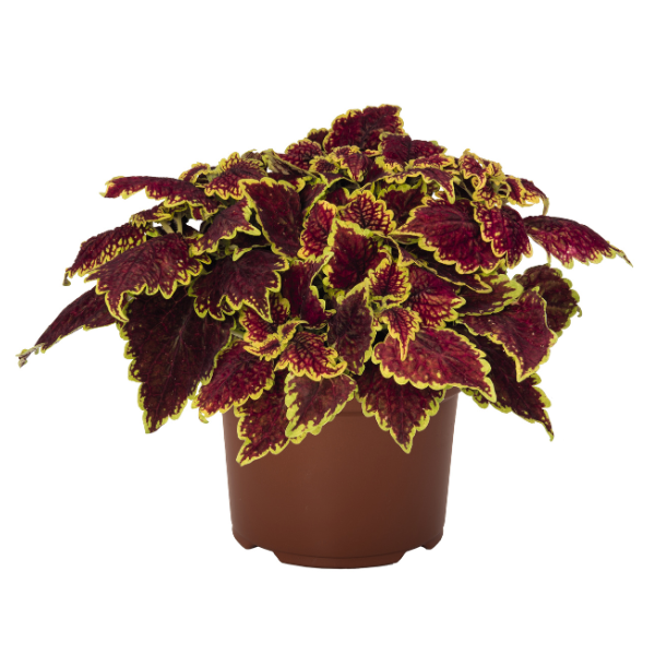 Coleus scutellarioides 'Main Street Oxford Street'