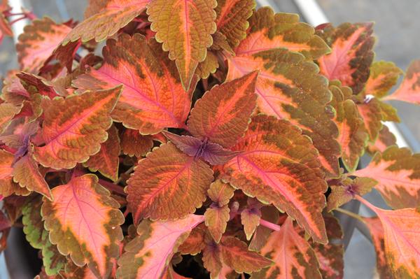 Coleus scutellarioides 'Main Street Sunset Boulevard'