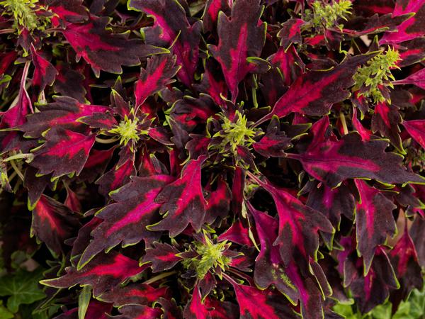 Coleus scutellarioides