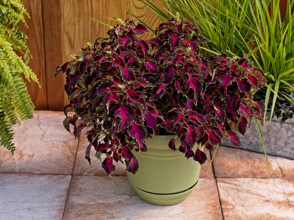 Coleus scutellarioides 'Party Time Ruby Punch'
