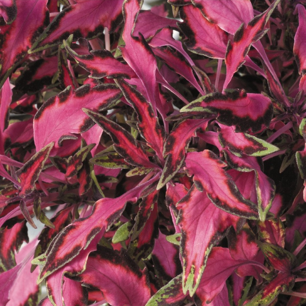 Coleus scutellarioides 'Stained Glassworks Luminesce'