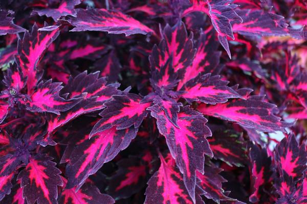 Coleus scutellarioides 'Stained Glassworks Royalty'