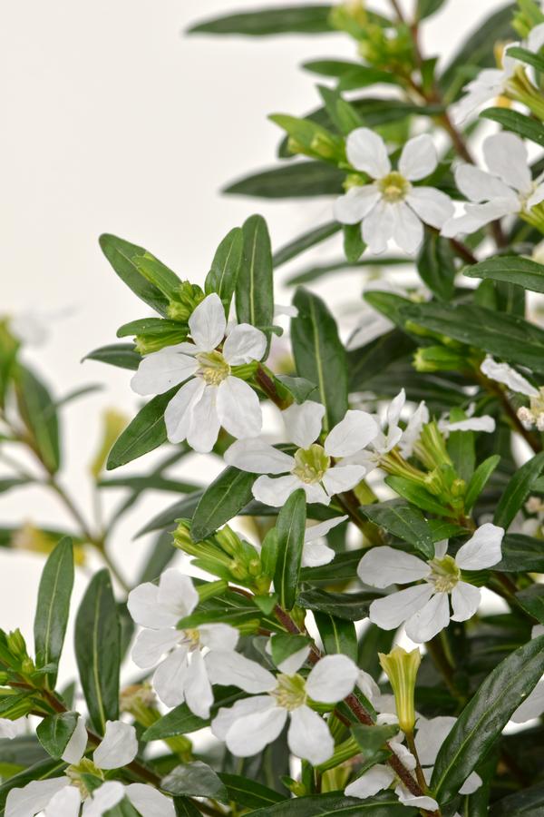 Cuphea hyssopifolia 'Floriglory Maria'